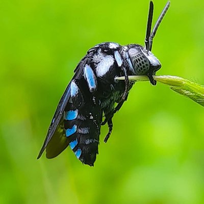 Macro (Flora/Fauna)