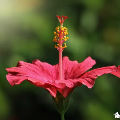 Pink hibiscus 