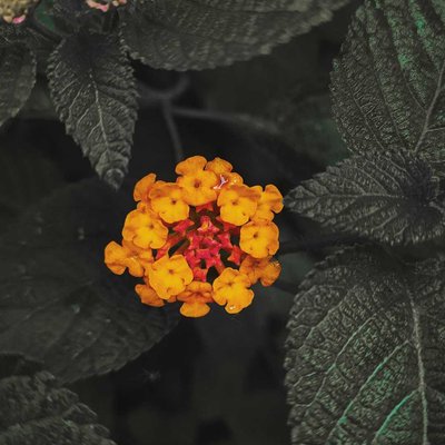 Lantana camara