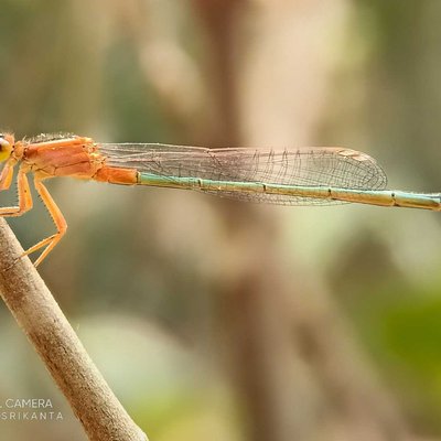 Damselfly 