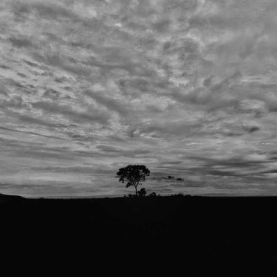 Alone tree