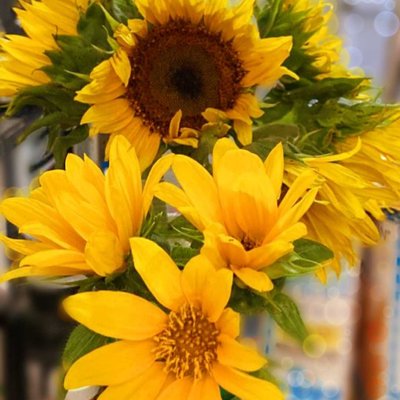 girasoles de mi jardín 