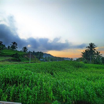 Kebun Jagung 