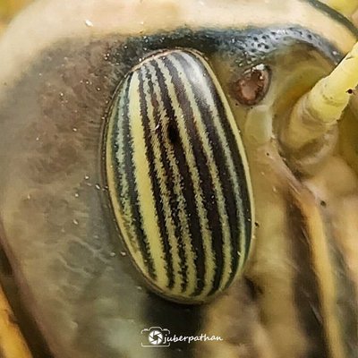 Grasshopper Eye 👁️