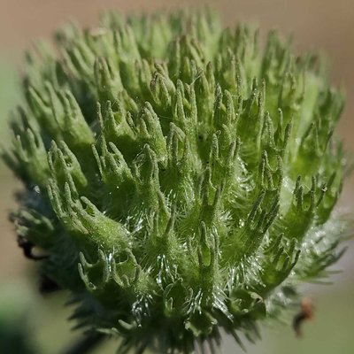 Hyptis capitata