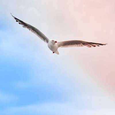 Seagull ❤️