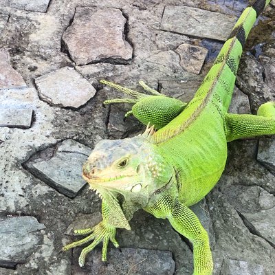 First time to meet an iguana