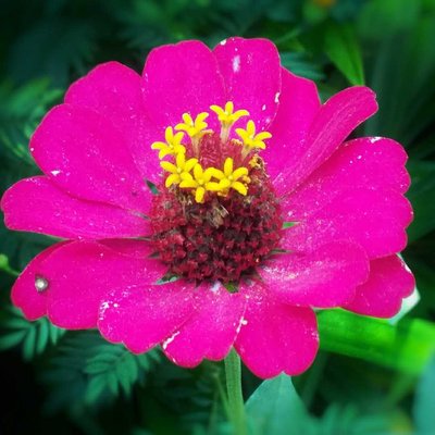 Beautifull Zinnia flower