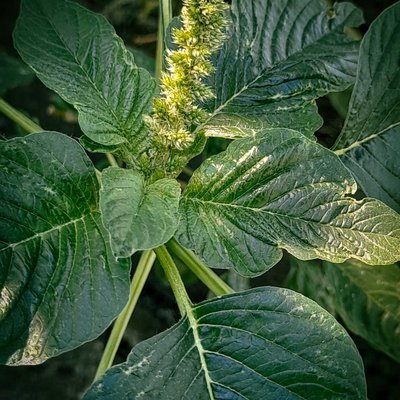 Bayam kotok / Amaranthus blitum
