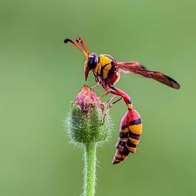 yellow potter wasp
