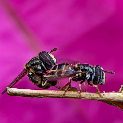 Hover fly mating