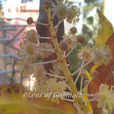 blooming flower