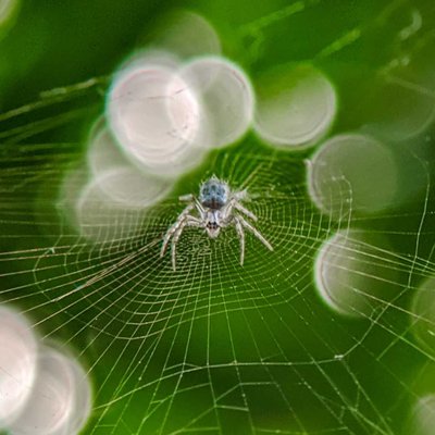 spider and bokeh📸💚