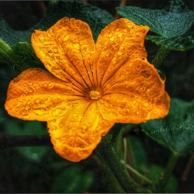 Flower 🍁