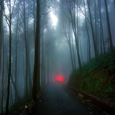Majestic Misty Pine Forest