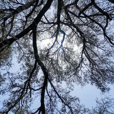 Branch of tree 🌳