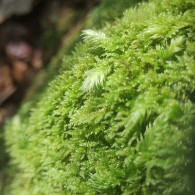 green moss