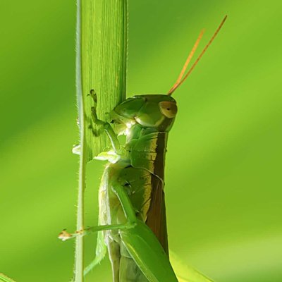 Belalang