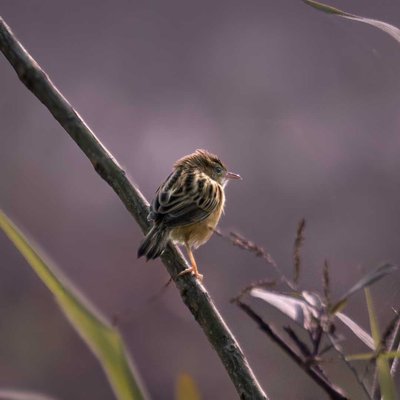 zitting cisticola.