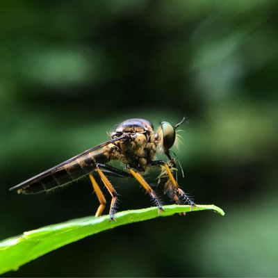 Ommatius Robber Fly