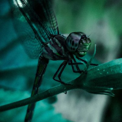 dragon fly
