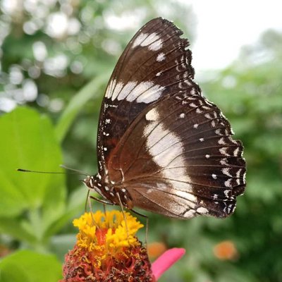 Hypolimnas bolina 