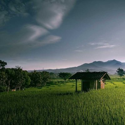 Sawah