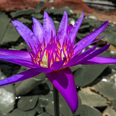 Teratai (Nymphaea)