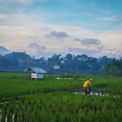 Rice fields