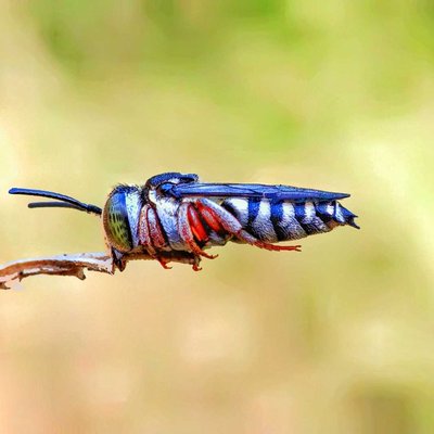 Coelioxys