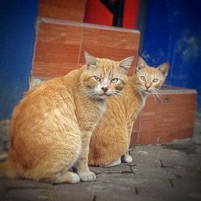 The cat