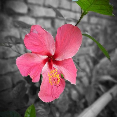 Flower 🌺