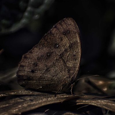 Biological Mimicry