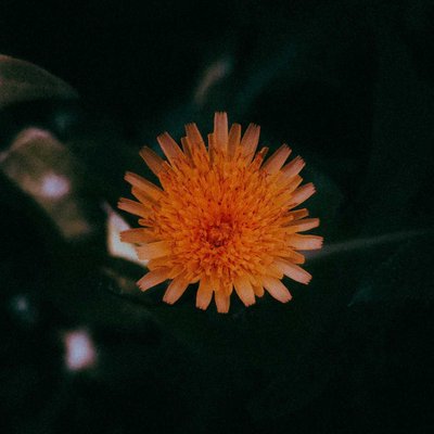 exquisite🌻