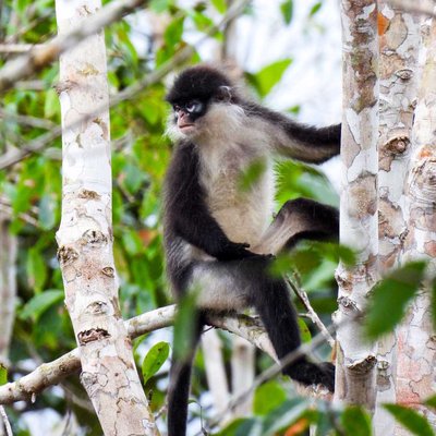 hewan Primata endemik Natuna