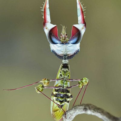 idolo mantis in dancing