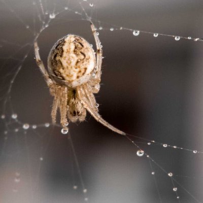 Spider