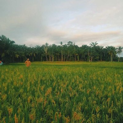 how does paddy grow?