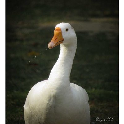 Domestic goose