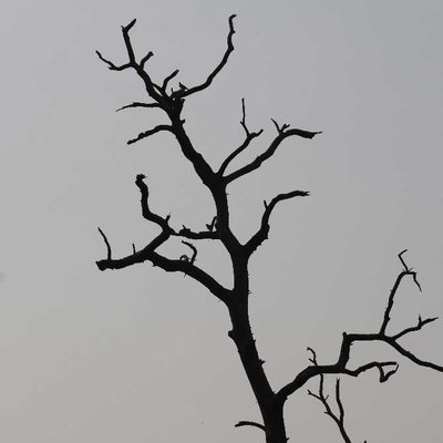 the dead tree gives no shelter but...