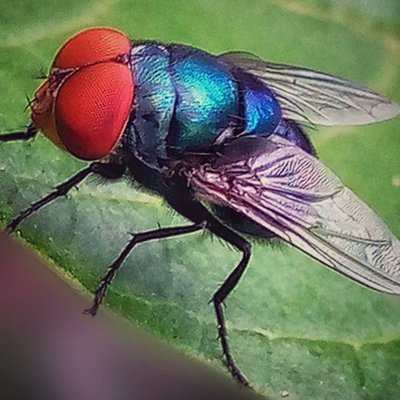 Chrysomya megacephala