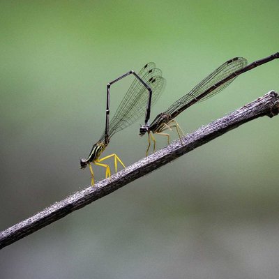 DAMSELFLIES 