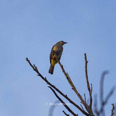 Burung Bertengger