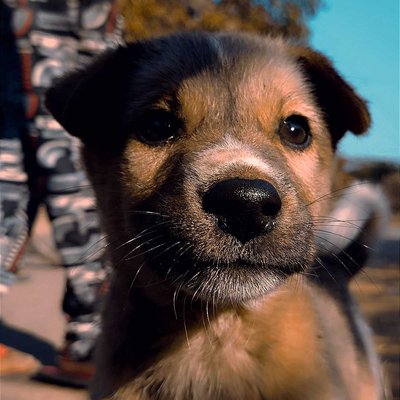 my pet