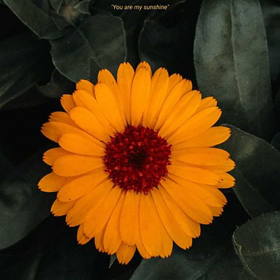 Pot Marigold. 
