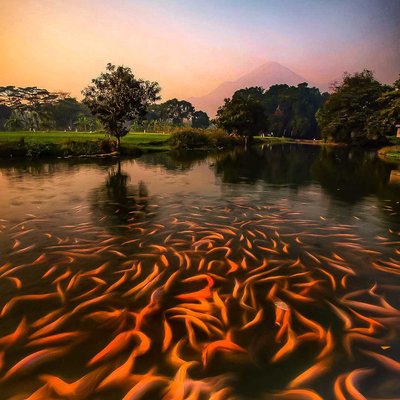 Beautiful Fish pond tourism
