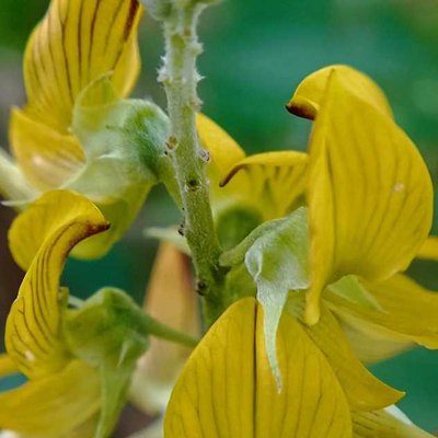 Crotalaria striata D.C. Atau

(Orok-orok)