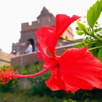 Flourished Flower