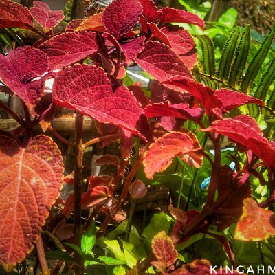 COLEUS