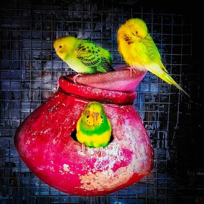 BIRD'S PHOTOGRAPHY